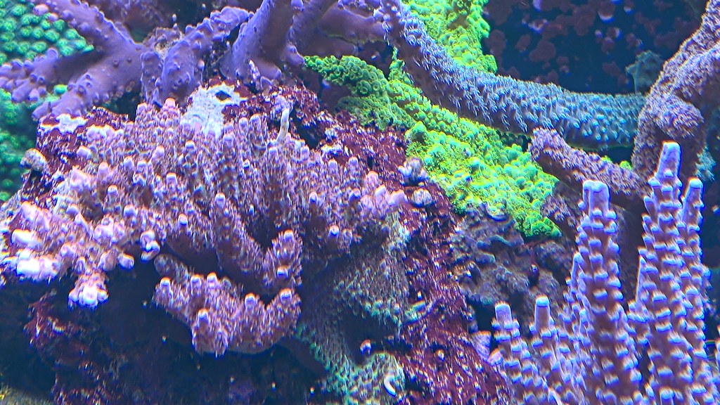 katanis Acropora hyacinthus som växer fint med bra färg