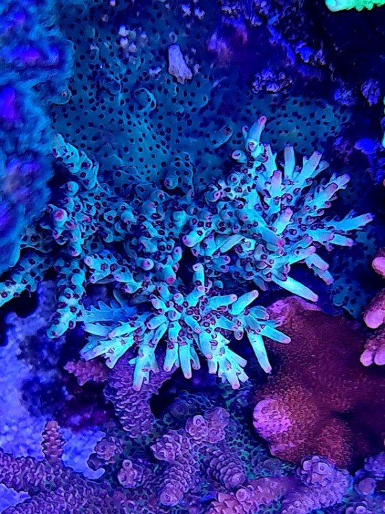 En blå/turkos acropora-koloni under blått ljus