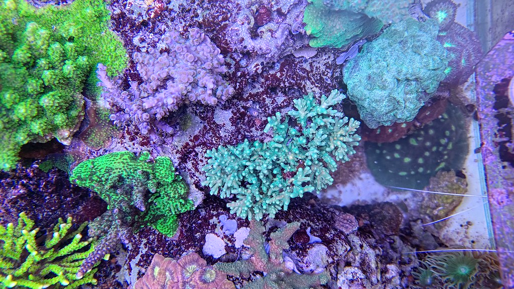 Gröna och turkosa acropora-frag som växer in