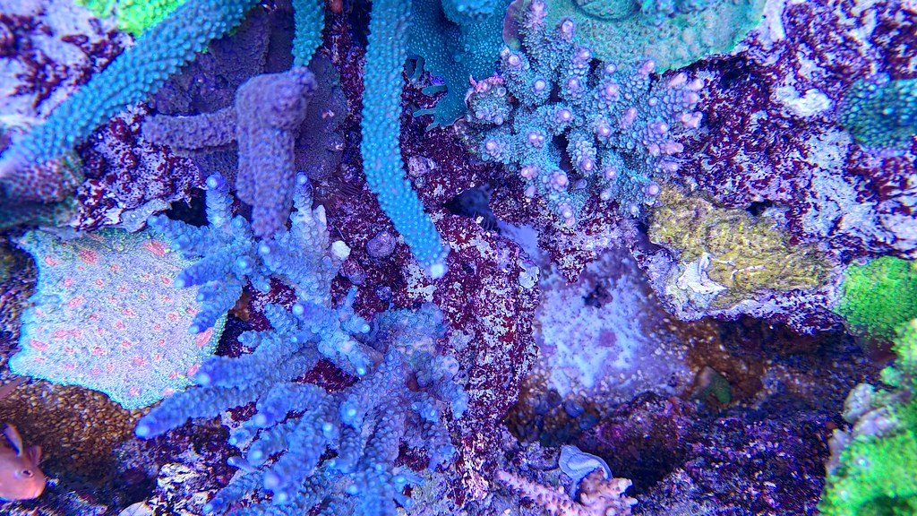 SPS-dominerat rev med blå och lila acropora-kolonier