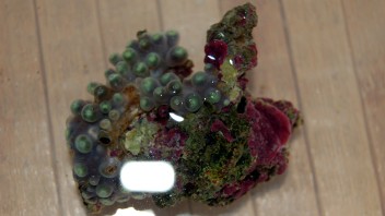Den röda zoanthusen med begynnande brun missfärgning vid ankomst