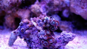 Den röda zoanthusen kraftigt försämrad efter semestern med upplösta polyper