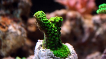 Den nya Acropora tumida (Enzmann-acropora)