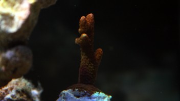Den nyinsatta Montipora digitata (fingermontipora)