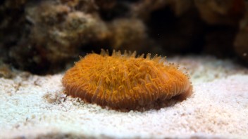 Den nya orange Fungian (svampkorall)
