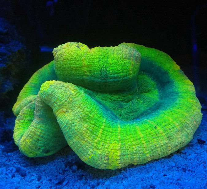 Neonfärgad hjärtkorall (Trachyphyllia)