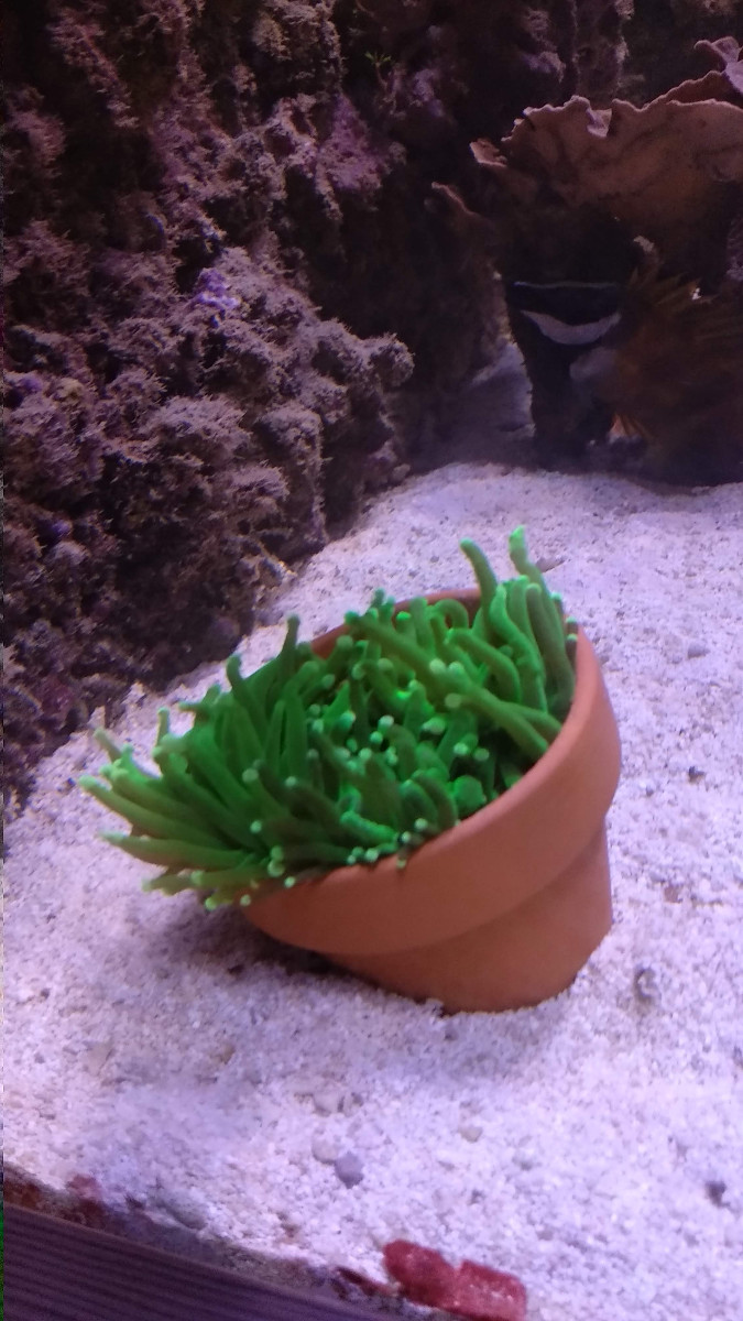 Facklkorall (Euphyllia glabrescens)