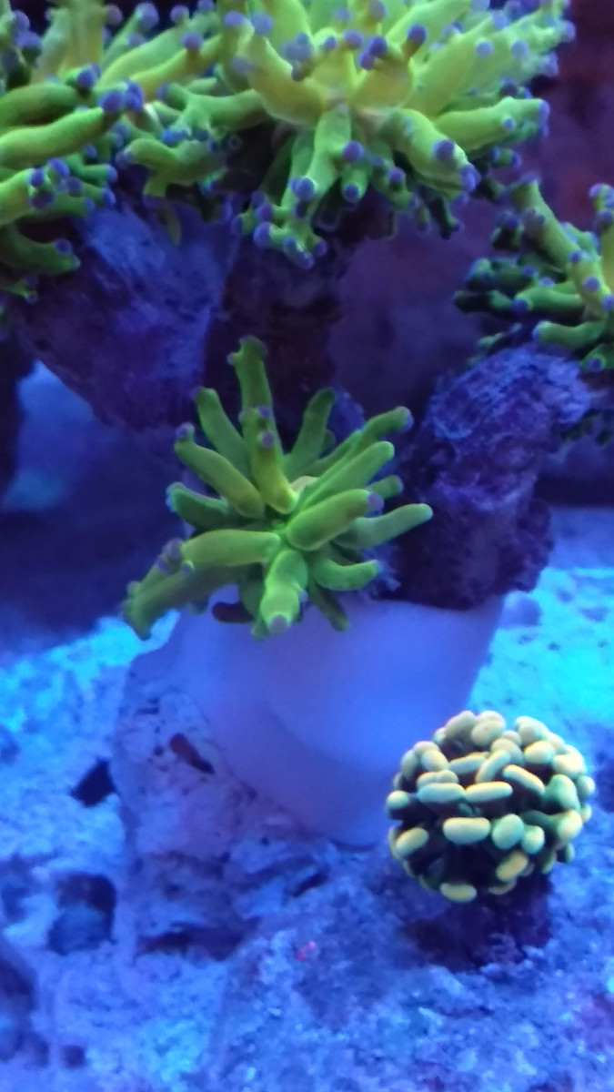Gul Euphyllia och grenig frogspawnkorall (paradivisa)