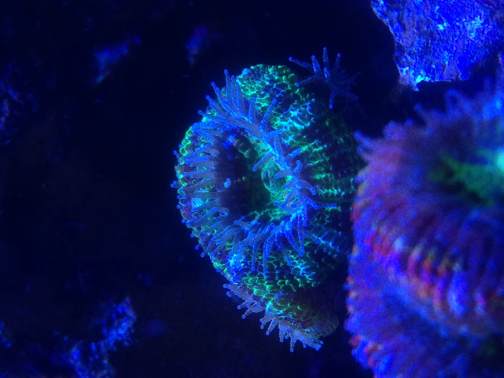 Acan-korall från Ricordea Bay