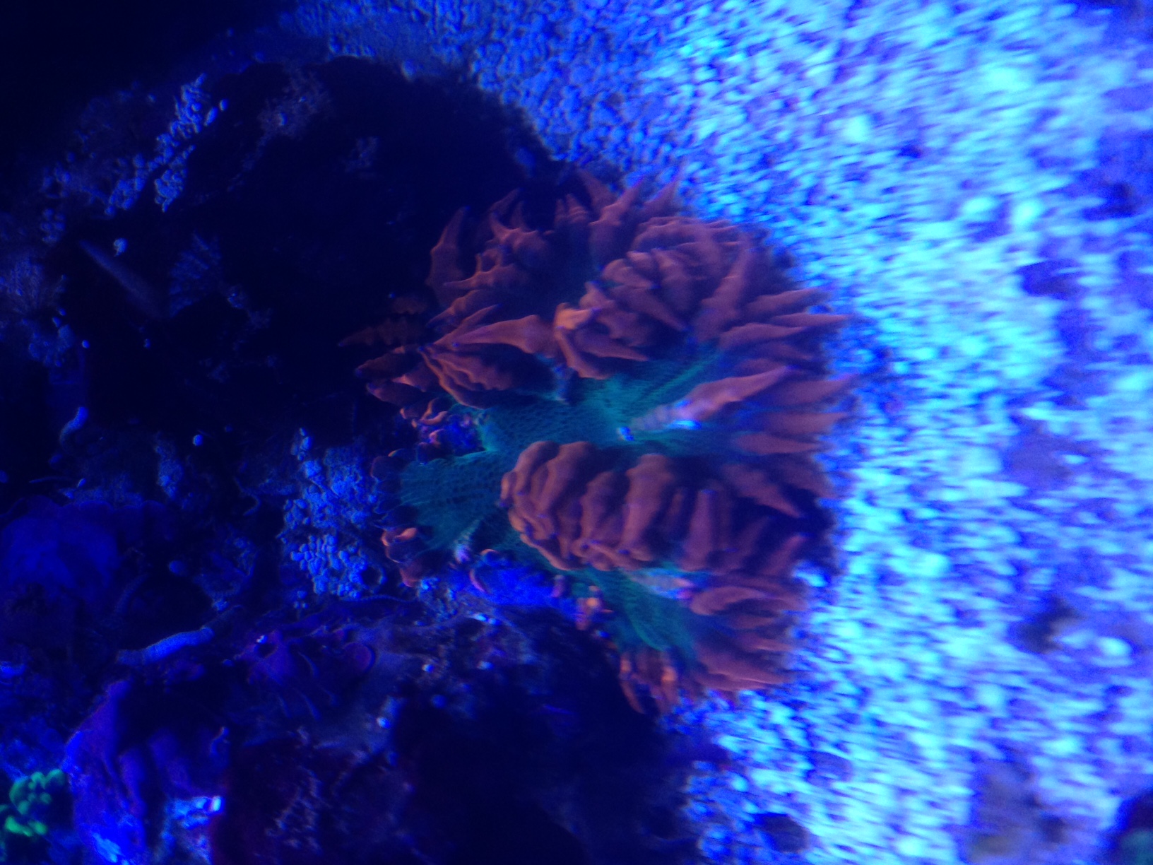 Rock flower-anemon (rockanemon)