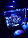 Korallerna under Kessil och Qmaven