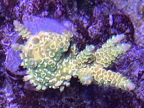 Acropora-koloni, Walt Disney