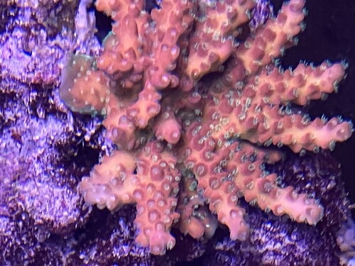 Acropora-koloni, Flamethrower