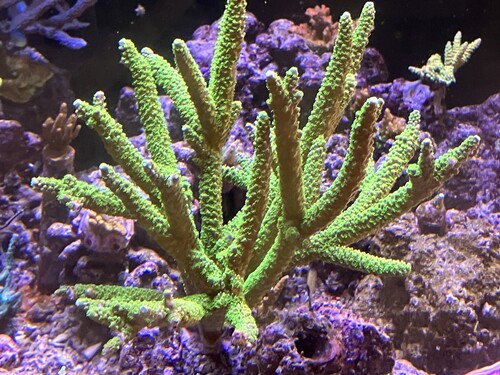 Acropora-detalj med polypp-extension