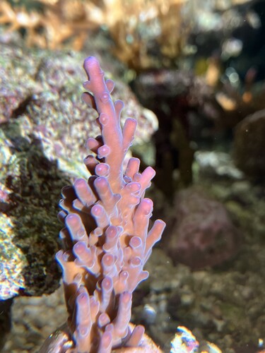 Acropora i morgonsolens strålar