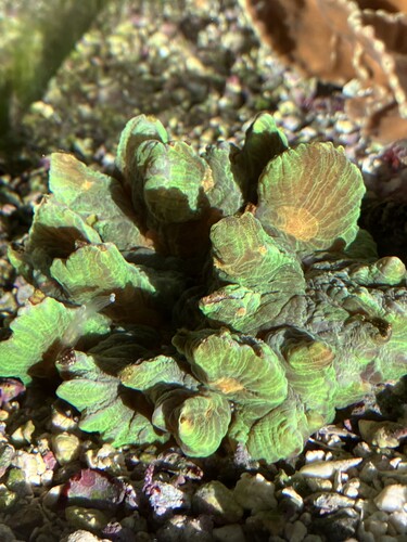 Morgonsol genom akvariet