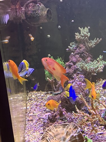 Anthias-hane bland de övriga fiskarna