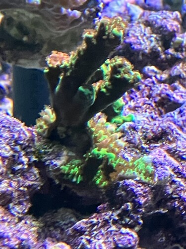 Acropora-koloni, svårfotograferad
