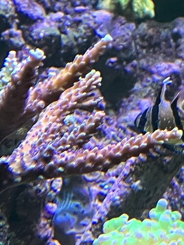 Acropora med fina färger