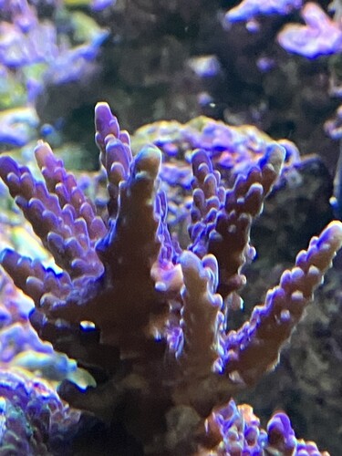Acropora-detalj