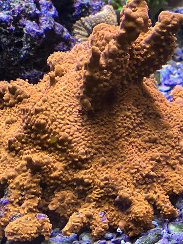 Översikt över acropora-kolonierna