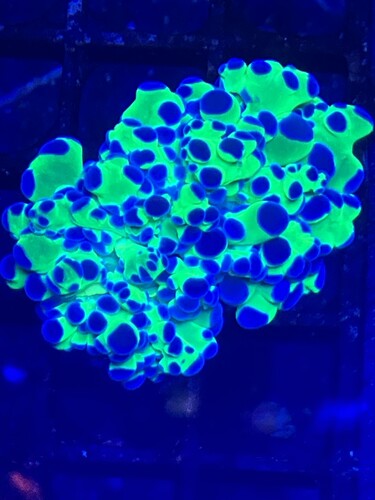 Frogspawn-korall i fragtanken under blått ljus