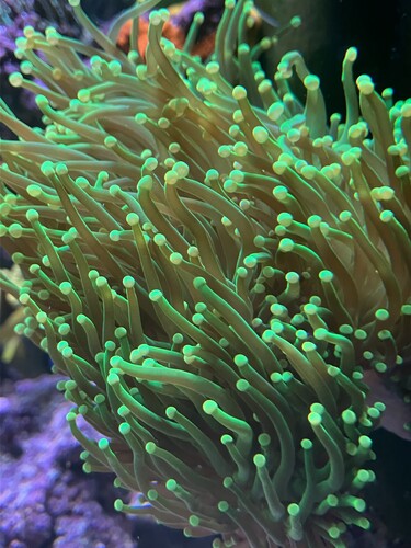 Pulserande xenia