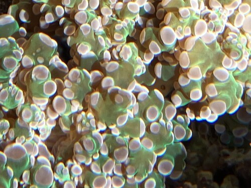 Acropora i morgonsolens strålar