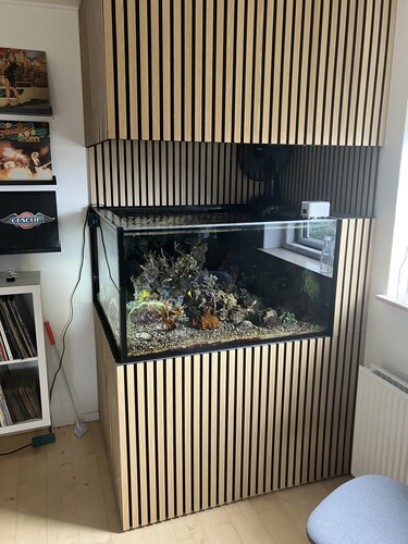 Acropora med massor av tillväxtspetsar