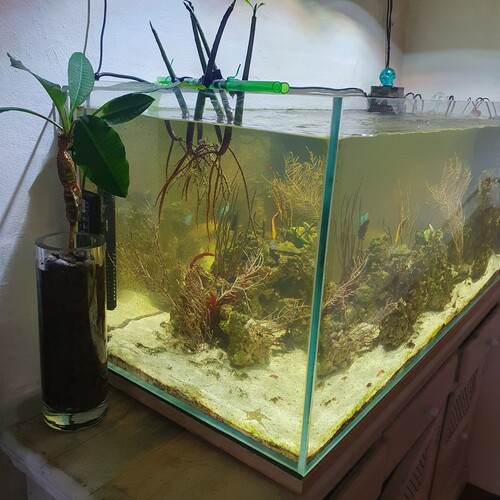 Den tvåtaggiga dvärgkejsarfisken (coral beauty)