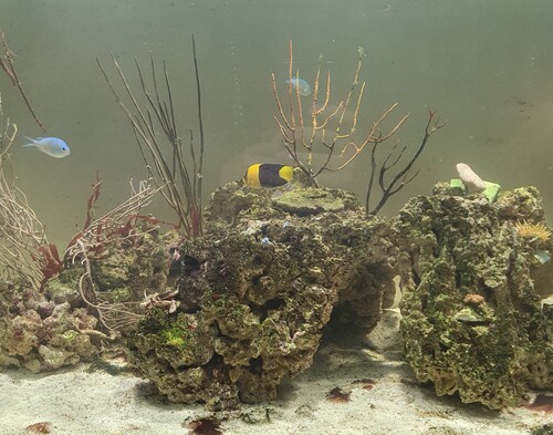 Chromis i stim