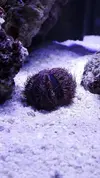 Första fisken/invertebraten flyttar in