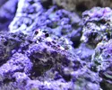 Sandgrävande goby på bottnen
