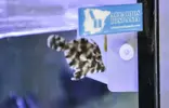 Algblenny (Salarias fasciatus) på revstenen