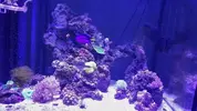 Pulserande xenia