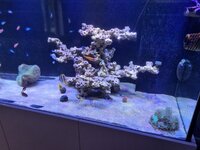 Anthias i karet