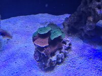 Montipora-kolonin breder ut sig