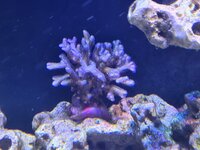 Euphyllia i förgrunden