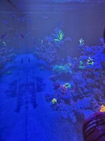 Närbild på Acropora