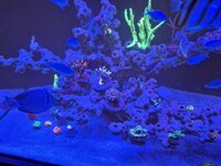Närbild på Acropora