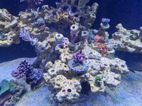 Närbild på Acropora