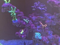 Närbild på Acropora