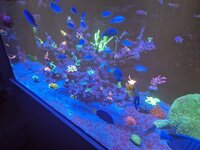 Närbild på Acropora