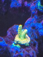 Montipora-kolonin breder ut sig