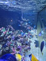 Närbild på Acropora