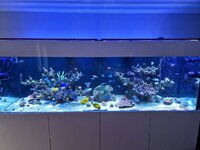 Montipora-kolonin breder ut sig