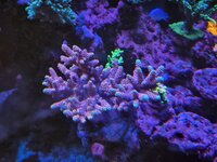 Närbild på Acropora