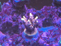 Montipora-kolonin breder ut sig