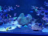 Montipora-kolonin breder ut sig