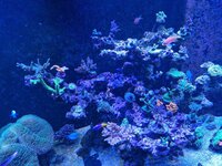 Euphyllia i förgrunden